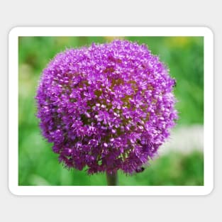 Allium Giganteum Sticker